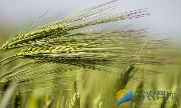 上海郊区种植的大麦品种主要有哪些？