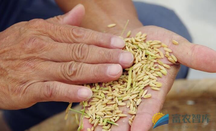 水稻自留种有哪些注意事项？