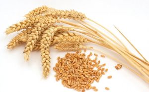 上海郊区种植的小麦品种主要有哪些？-富农智库