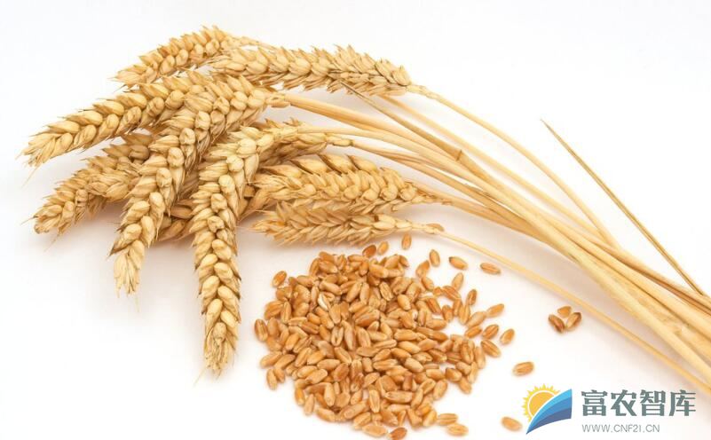 上海郊区种植的小麦品种主要有哪些？