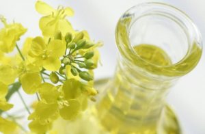 什么是“双低”油菜(优质油菜)?-富农智库