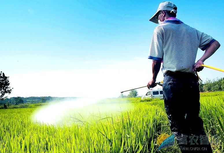 如何防治水稻抽穗期病虫害？