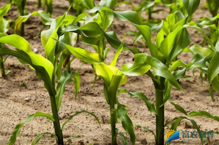 玉米为什么要隔离种植？