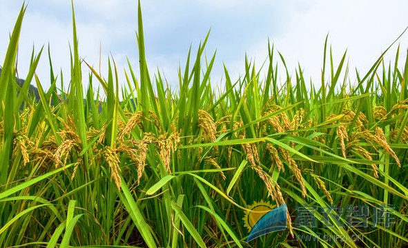 水稻无公害生产和常规栽培有何不同？-富农智库