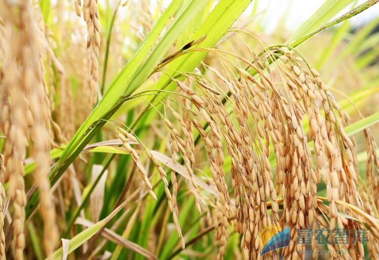 晚稻高产后期该怎样管理？