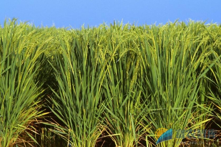 水稻可以使用矮壮素吗？