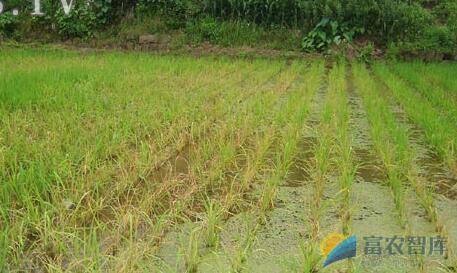 如何防治早稻烂秧？