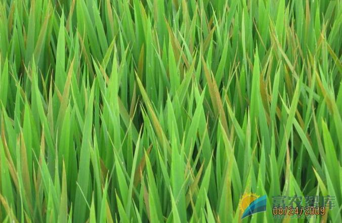 水稻叶尖变黄的原因是什么？