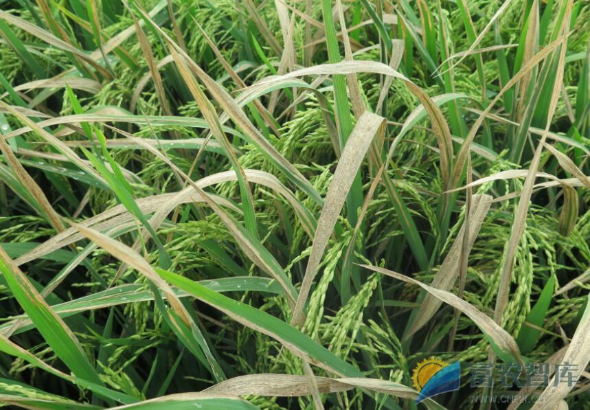 如何防治水稻白叶枯病？