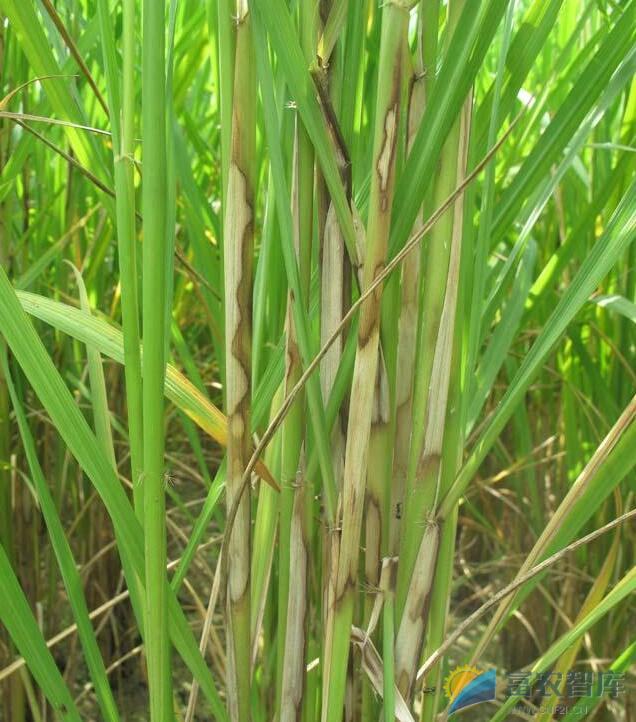 如何防治水稻纹枯病？