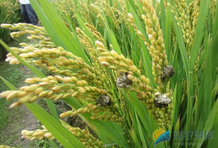 如何防治水稻稻曲病？