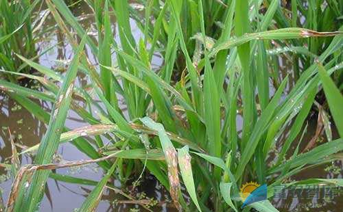 如何防治水稻青枯病？