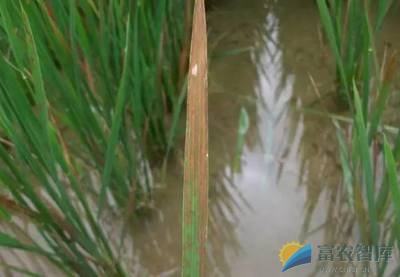 如何防治水稻赤枯病？