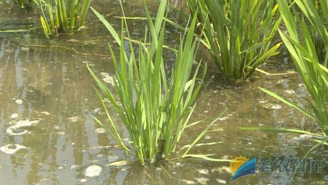 为什么水稻施药后田间要保水？
