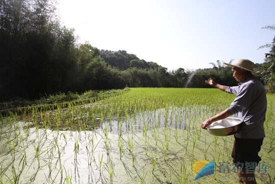 如何防治水稻苗期虫害？