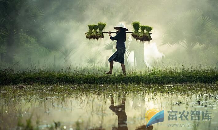 “梅雨”对刚播种的水稻有什么影响？-富农智库