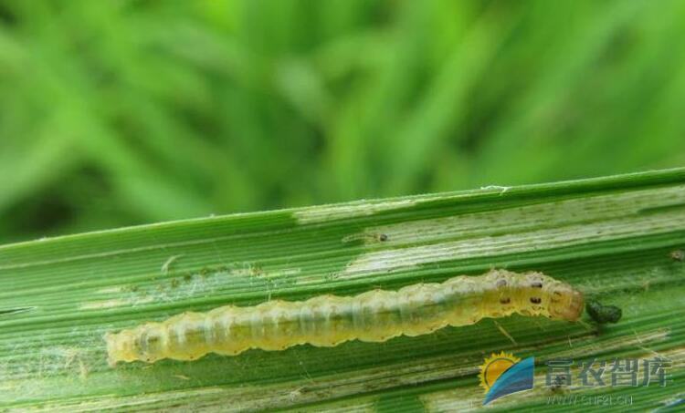 稻纵卷叶螟对水稻有何影响？