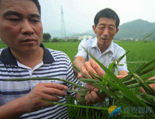 如何防治稻苞虫？