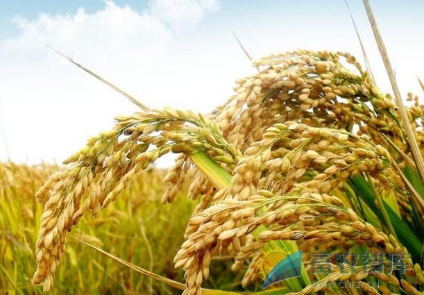 东北大米稻种可以引种到安徽吗？-富农智库