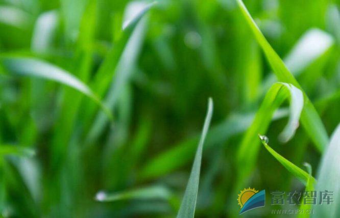 黄豆后茬麦田用什么除草剂?-富农智库