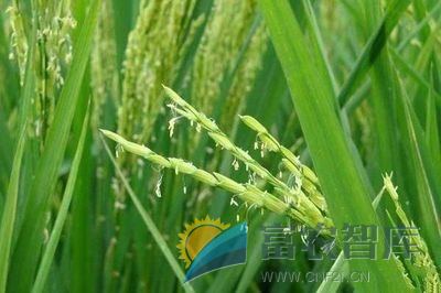 为什么水稻抽穗后不灌浆？