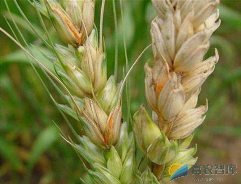 如何防治小麦赤霉病？