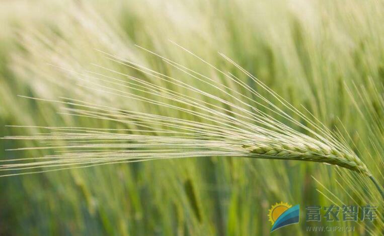 如何防治大麦黄花叶病？