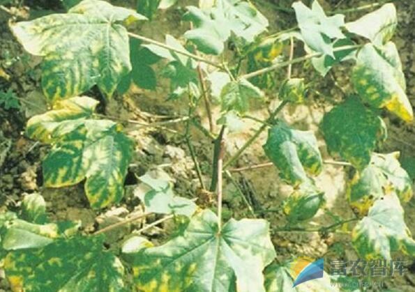 如何防治棉花枯萎病？