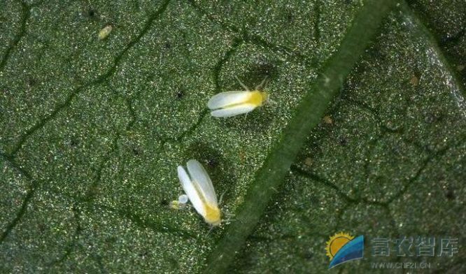 如何防治棉花烟粉虱?-富农智库