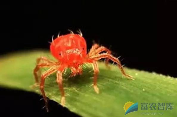 如何防治棉花红蜘蛛？