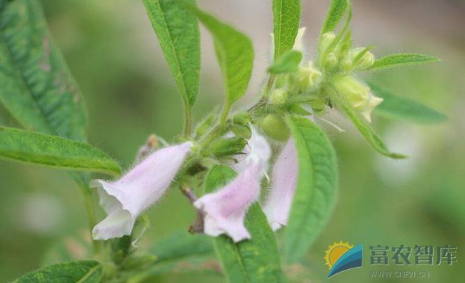 芝麻在开花后死亡怎么办？