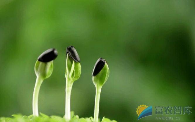 如何防治芝麻茎点枯病?-富农智库