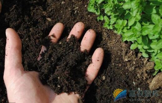 崇明地区土壤施肥需注意什么？