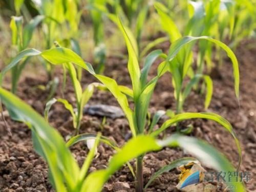 玉米田如何施硫酸锌肥料？