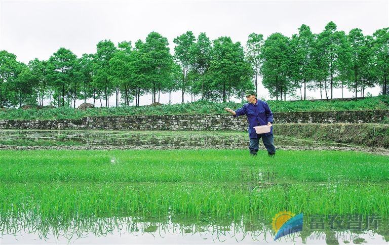 水稻插秧或出苗后怎样施肥管水？
