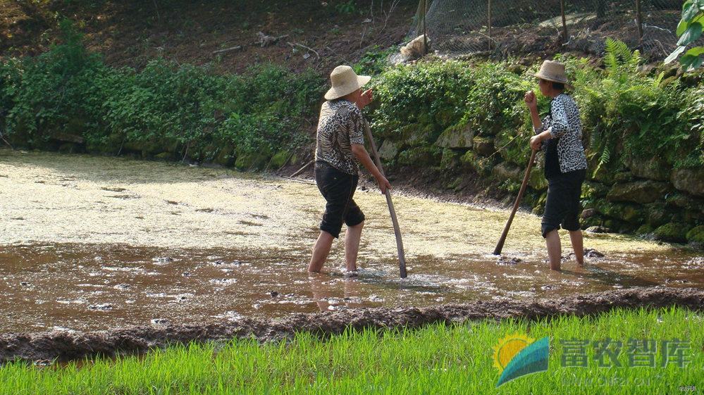 水稻播栽前是否需要施肥？
