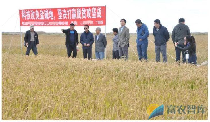 盐碱地如何种植水稻？