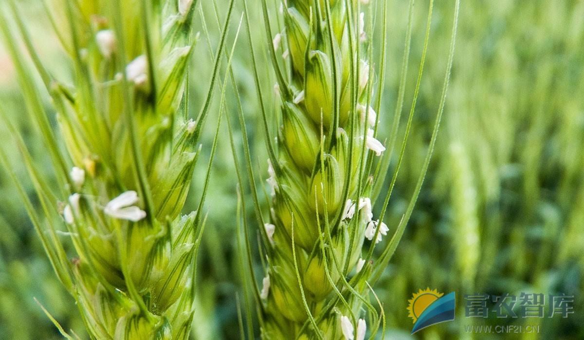 小麦如何补施穗肥？