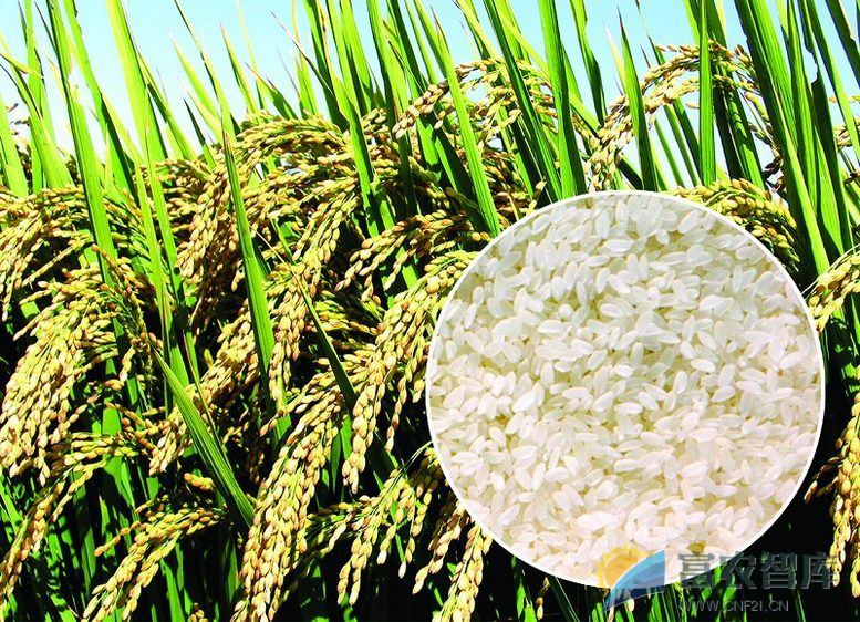优质稻米生产有何要求？-富农智库