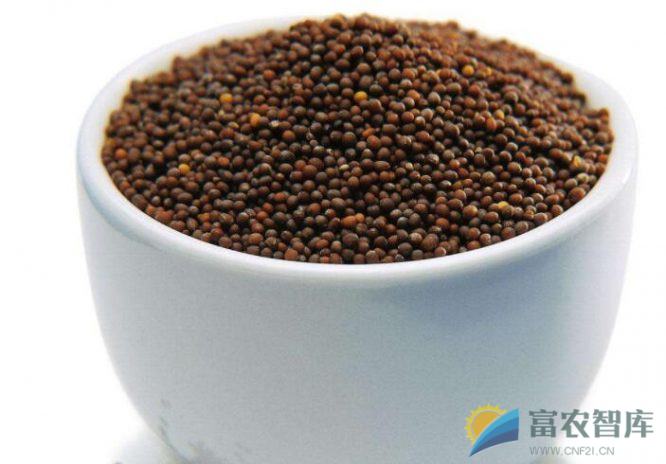 湿油菜籽怎么保存?-富农智库