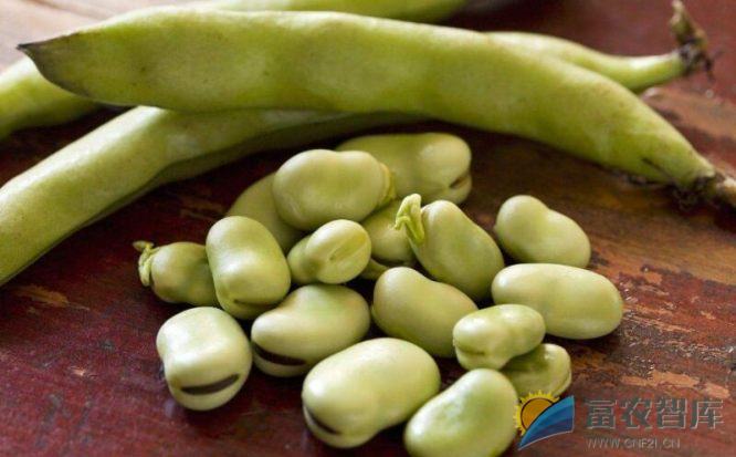 如何防治蚕豆象对储藏蚕豆的为害?-富农智库