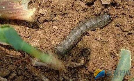 如何防治玉米地老虎?-富农智库
