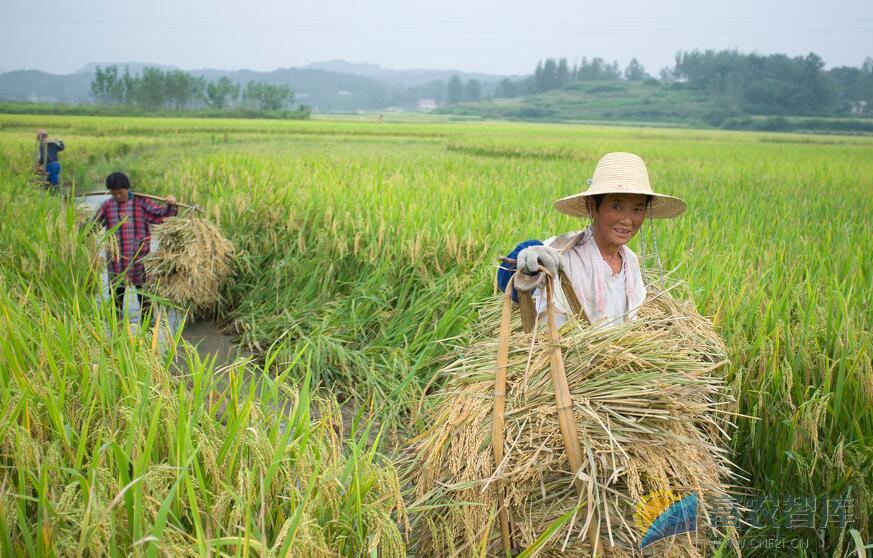 水稻收割时遇到下雨怎么办？