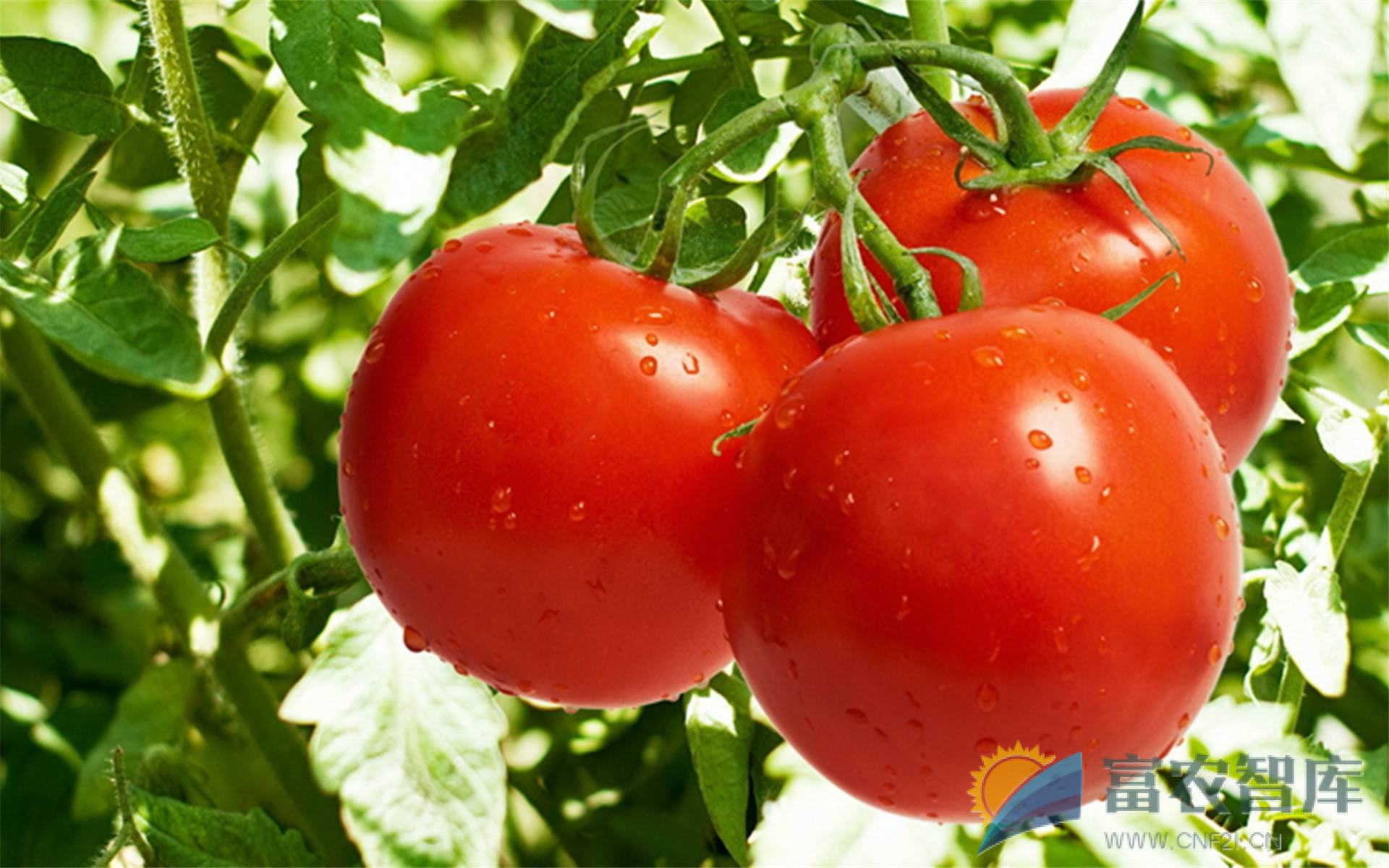 抗黄化曲叶病毒番茄有哪些品种？