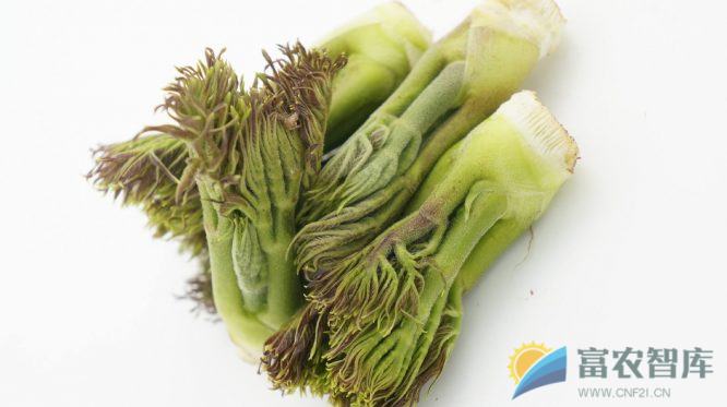 上海有哪些野生蔬菜品种?-富农智库