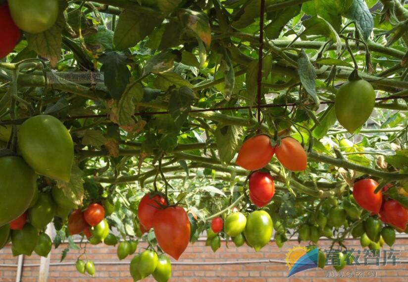 番茄树是什么品种？