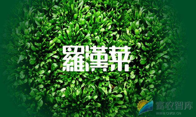 什么是罗汉菜?-富农智库