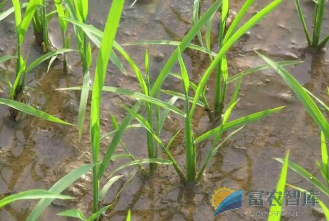 直播稻对种子有什么要求？