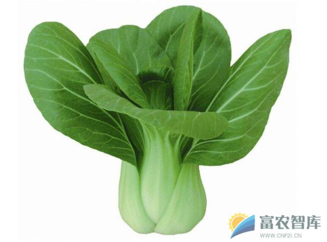 秋播青菜选什么品种好?-富农智库