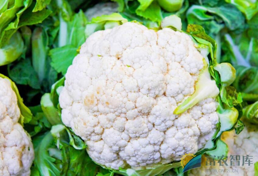 有无适合上海地区春季栽培的花椰菜新品种？